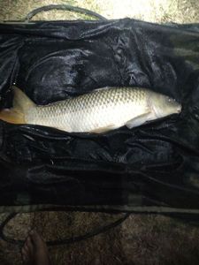Common Carp