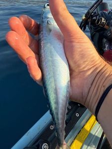 Mackerel
