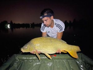 Common Carp