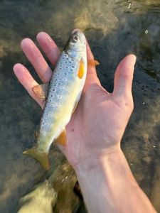 Brown Trout