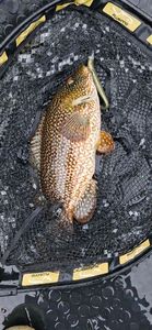 Ballan Wrasse