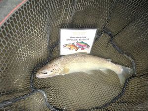 Brown Trout