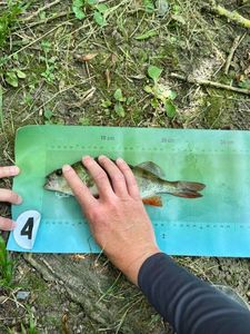 European Perch