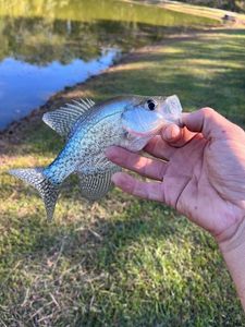 Black Crappie