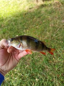 European Perch