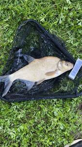 Common Bream