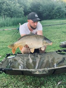 Common Carp