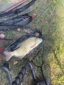 Common Bream