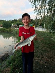 Zander