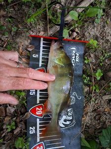 European Perch