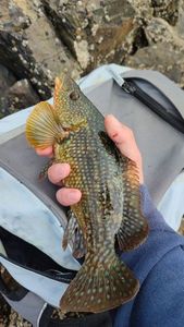 Ballan Wrasse