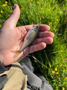 Inconnu (Sheefish)
