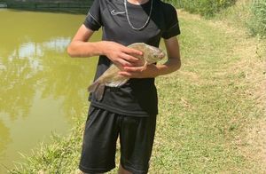 Common Bream