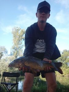 Common Carp