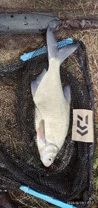 Common Bream