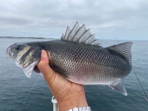 European Bass (Seabass)