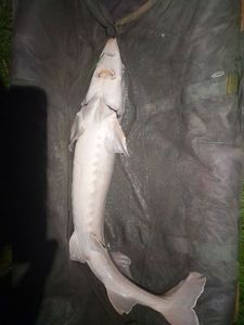 Sturgeon