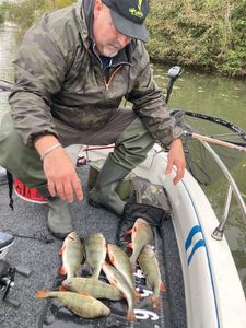 Golden Perch