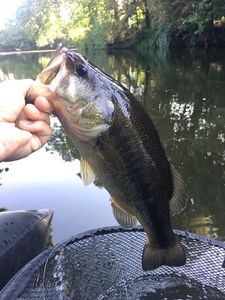 Largemouth Bass