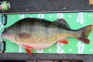 European Perch