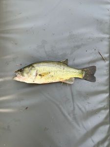 Smallmouth Bass