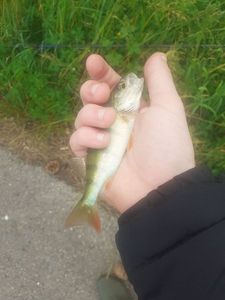 European Perch