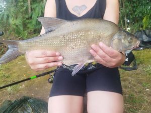 Common Bream