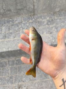 European Perch