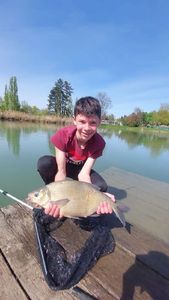 Common Bream
