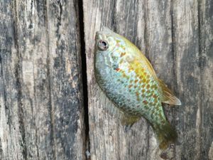Pumpkinseed