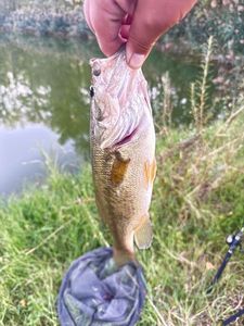 Largemouth Bass