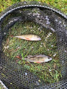 Yellow Perch