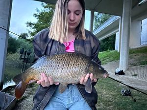 Common Carp