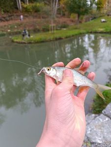 Roach
