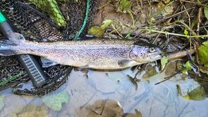 Rainbow Trout