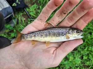 Brown Trout