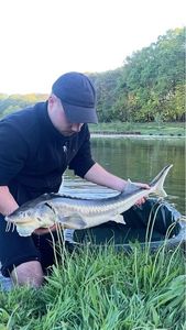 Sturgeon