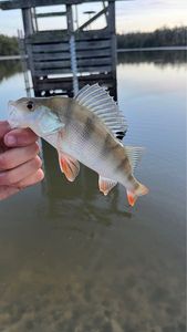 European Perch