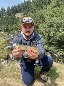 Brown Trout