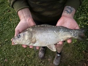 Mirror Carp