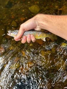 Brown Trout