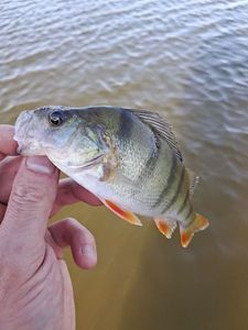European Perch