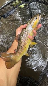 Brown Trout