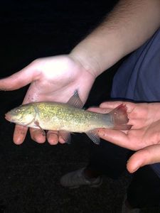 Tench