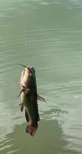 Black Bullhead