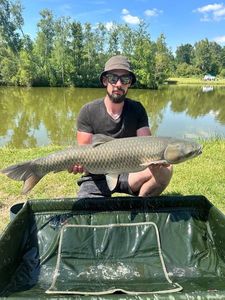 Grass Carp