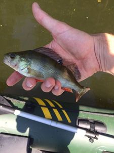 European Perch