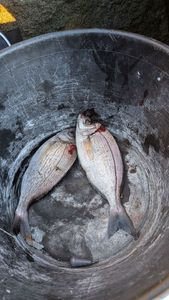 Black Seabream