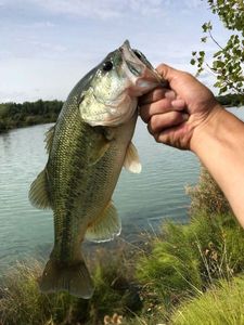 Largemouth Bass