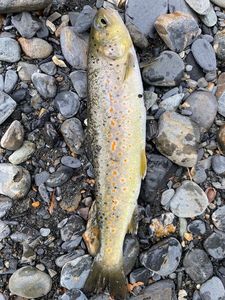 Brown Trout